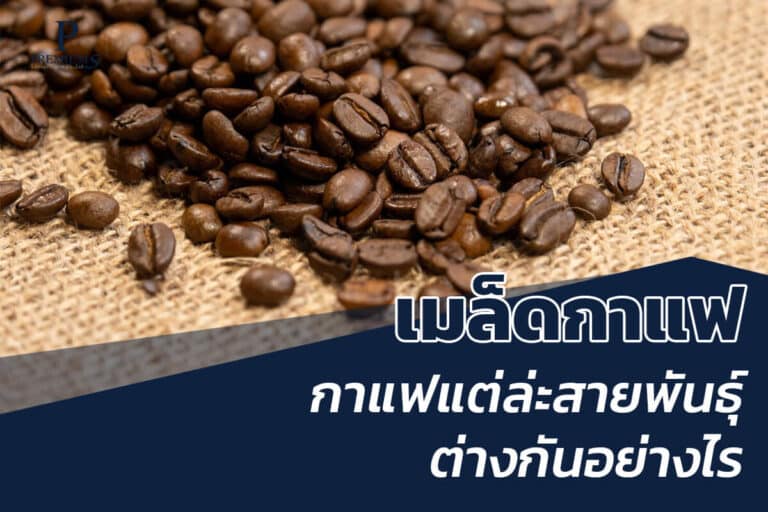 เมล็ดกาแฟต่างกันอย่างไร